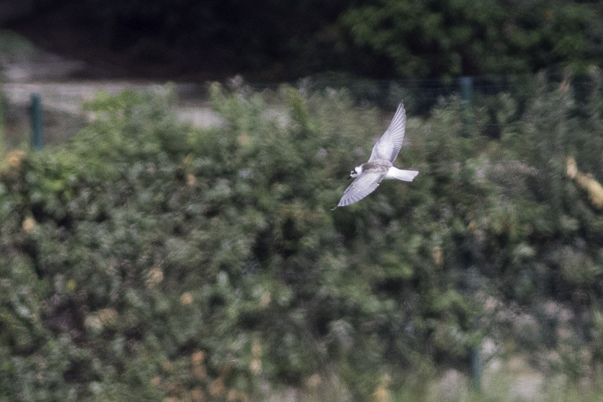 White-winged Tern - ML495949921