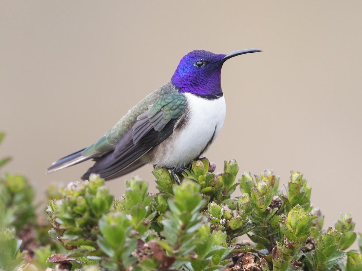 Ecuadorian Hillstar - Oreotrochilus chimborazo - Birds of the World