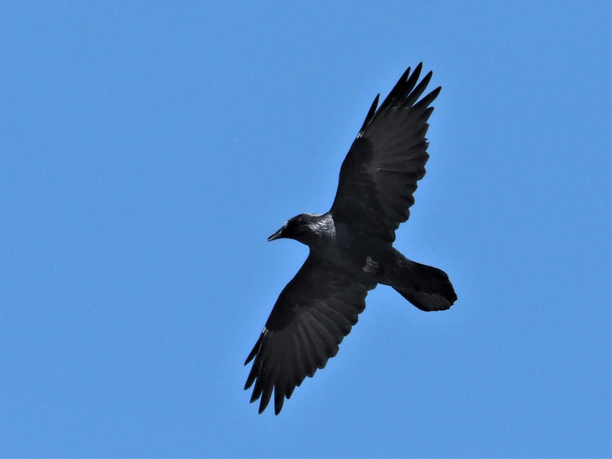 Common Raven - ML495953091