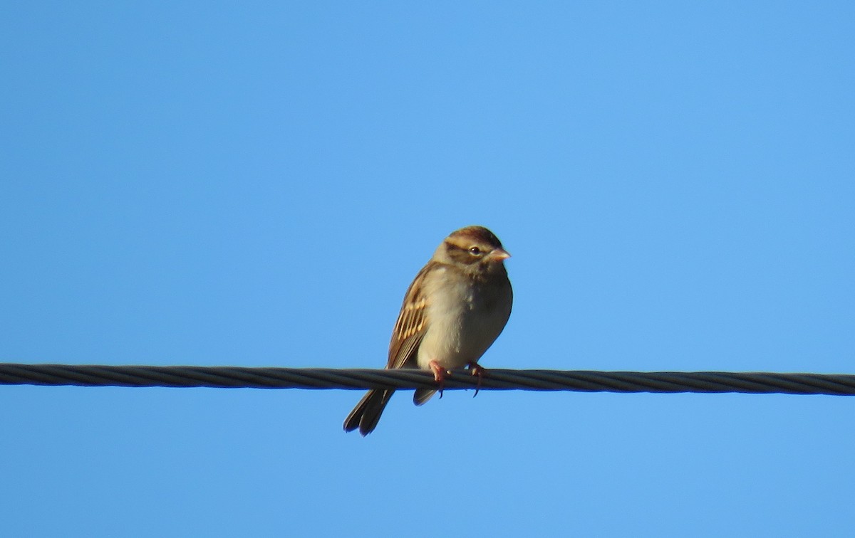 Chipping Sparrow - ML495954141
