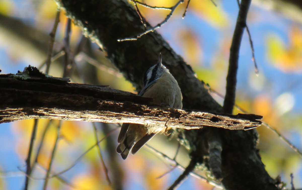 Red-breasted Nuthatch - ML495954191
