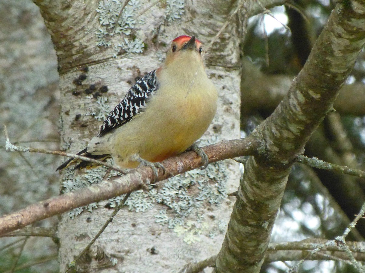 Red-bellied Woodpecker - ML495959171