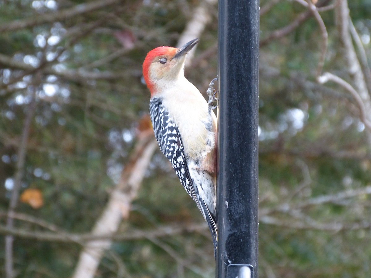 Red-bellied Woodpecker - ML495959251