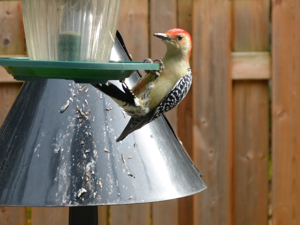 Red-bellied Woodpecker - ML495959281