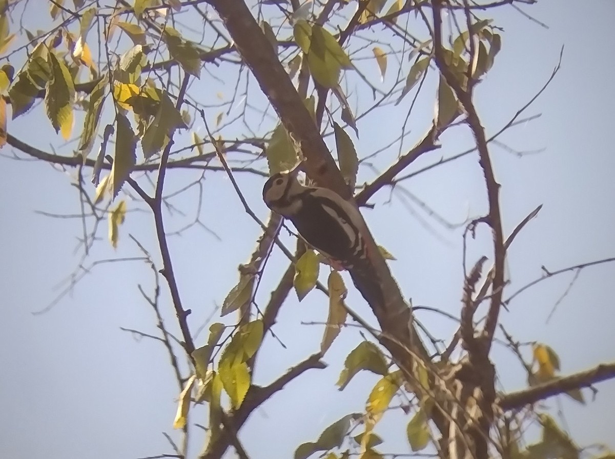 Great Spotted Woodpecker - ML495962971