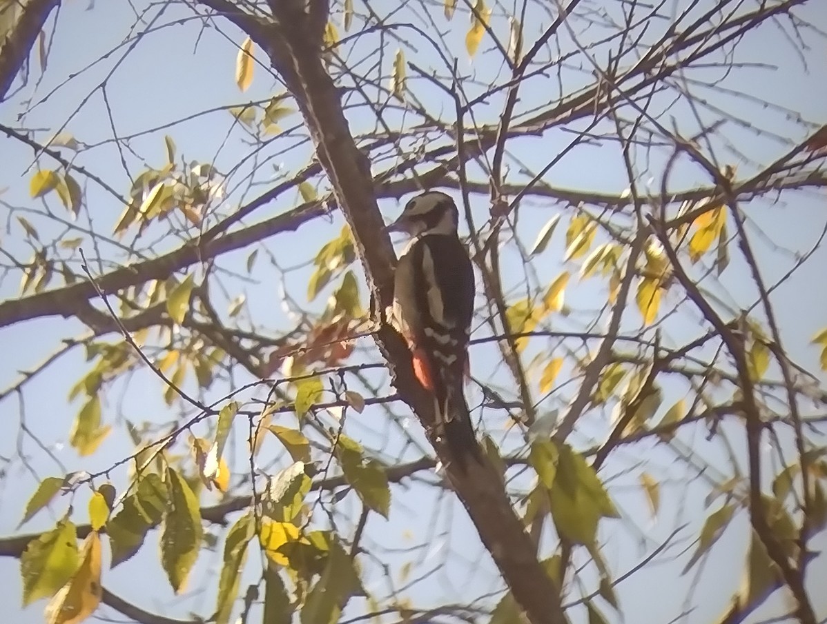 Great Spotted Woodpecker - ML495963051