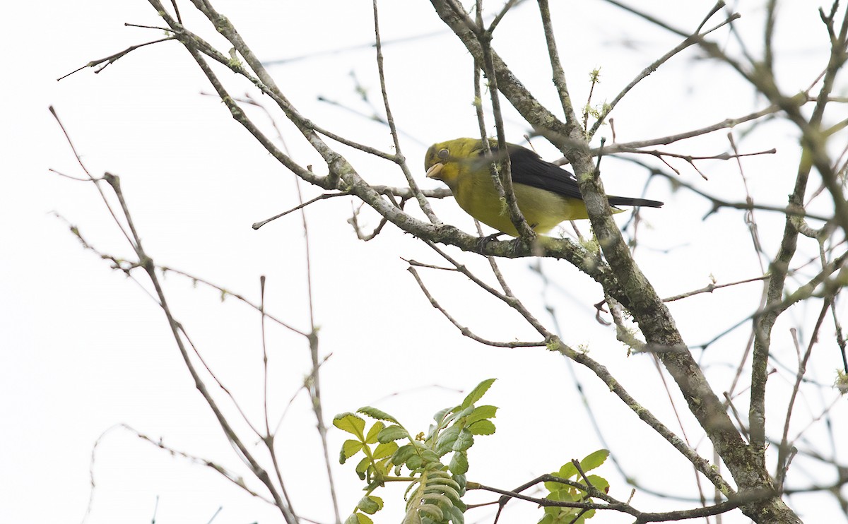 Scarlet Tanager - ML495963591