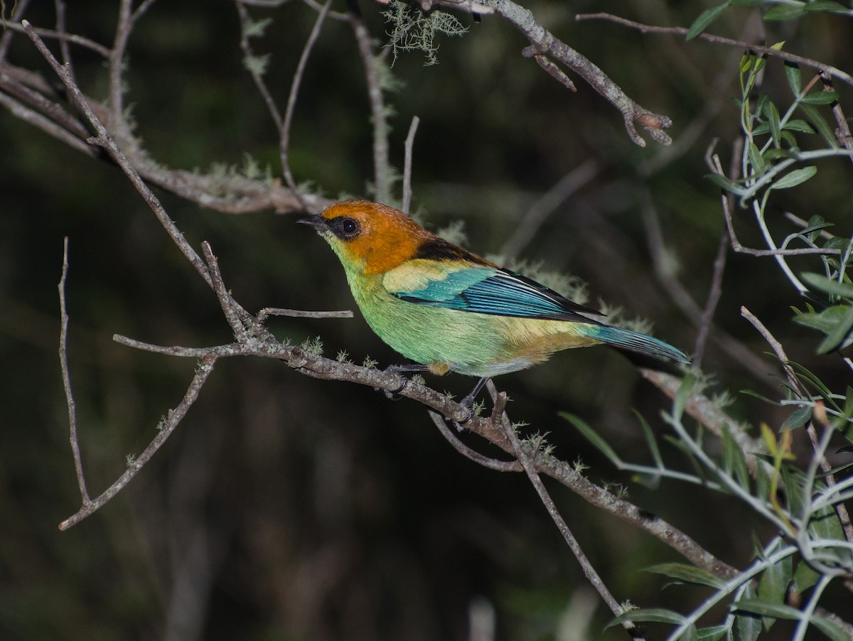Black-backed Tanager - Mario Salles