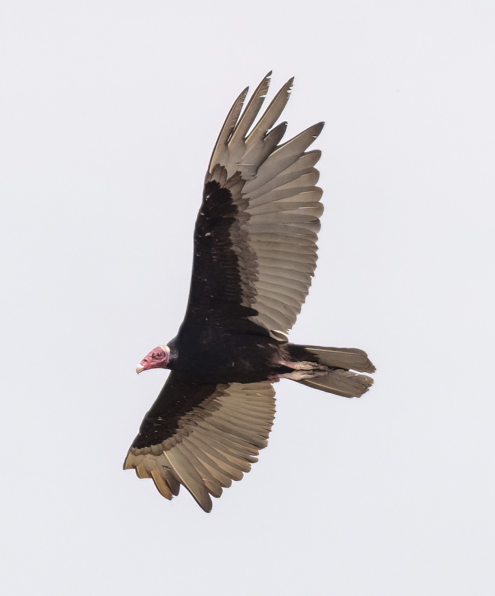Turkey Vulture - Scott Young