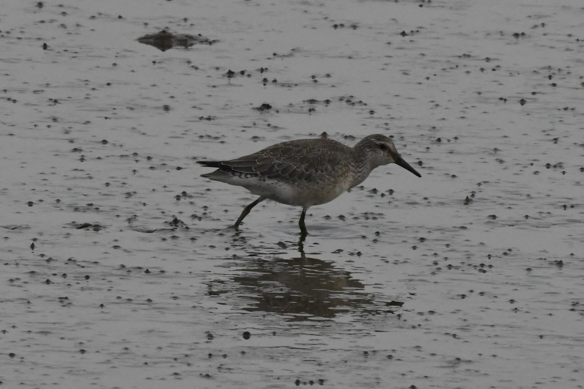 Red Knot - ML495975311