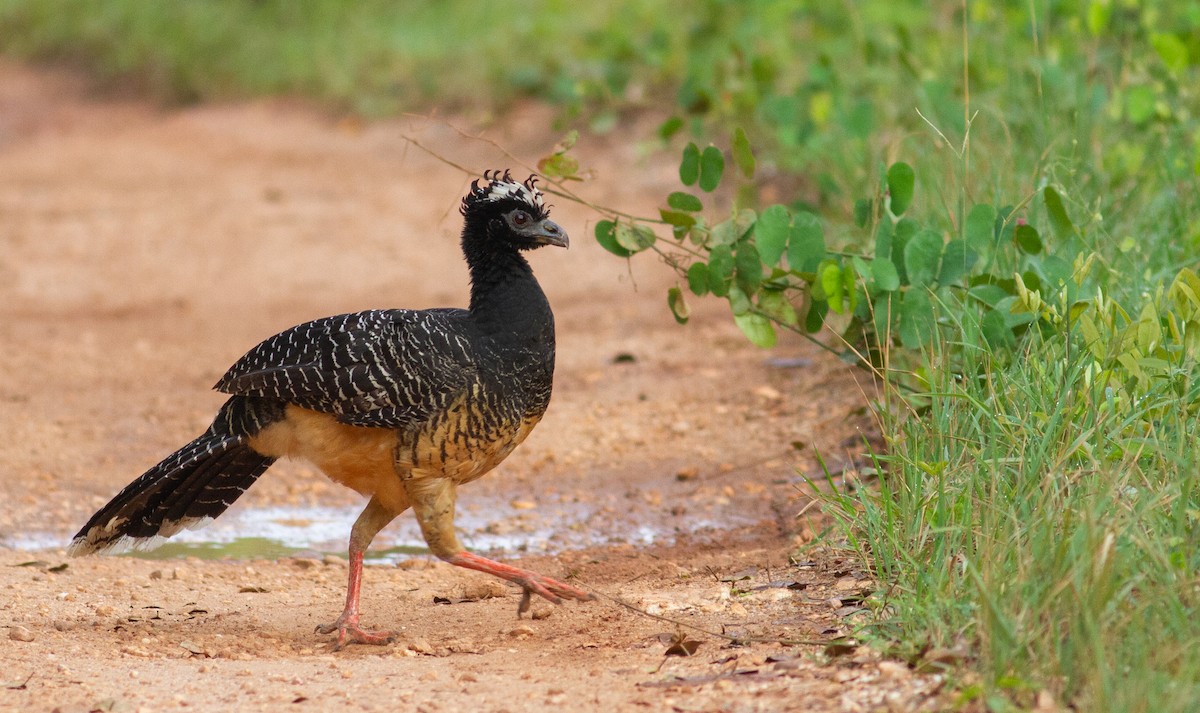 Bare-faced Curassow - ML495976011