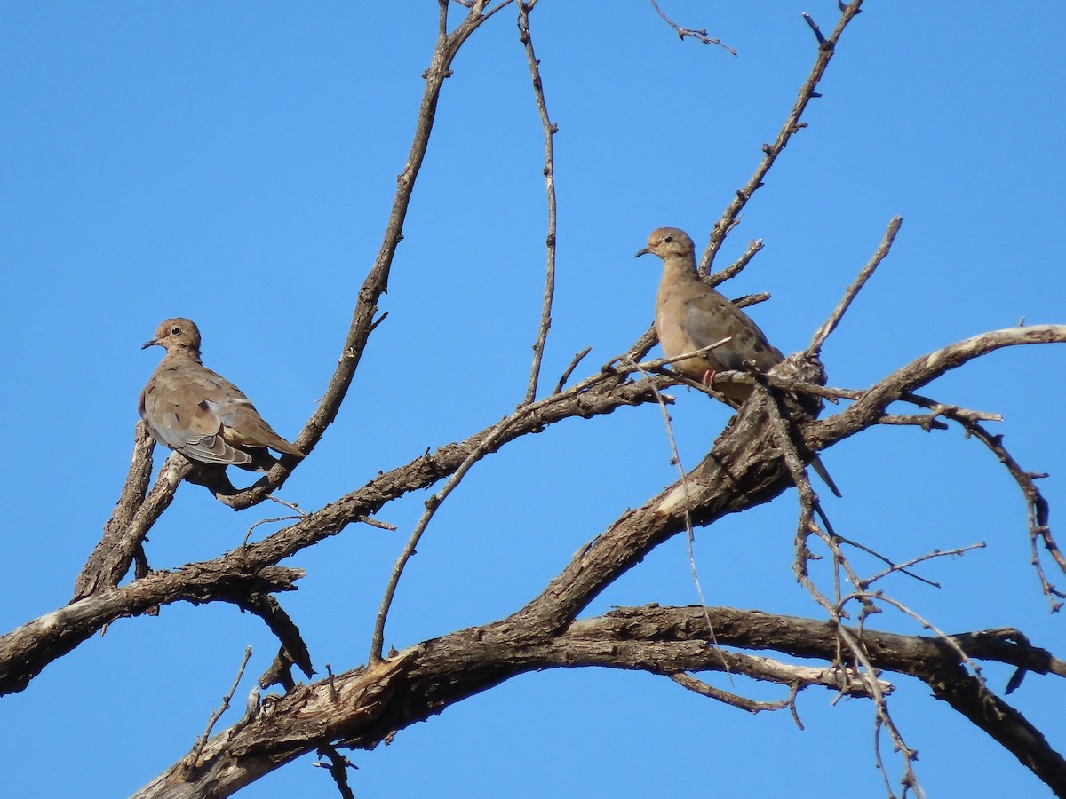 eBird Checklist 21 Oct 2022 Box Bar Recreation Site 32 species