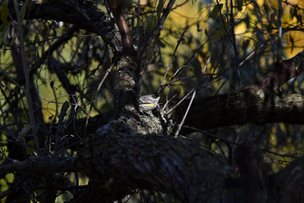 Yellow-rumped Warbler (Myrtle) - ML495980281