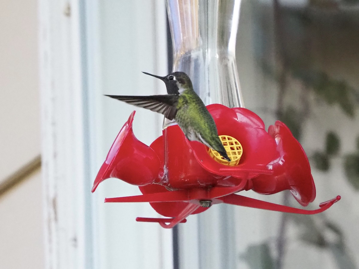 Anna's Hummingbird - ML495982061