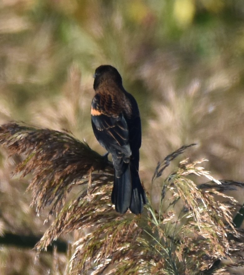 Red-winged Blackbird - ML495982431