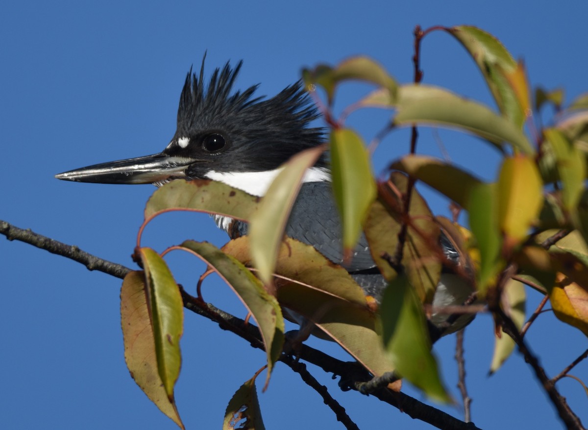 Belted Kingfisher - ML495982711