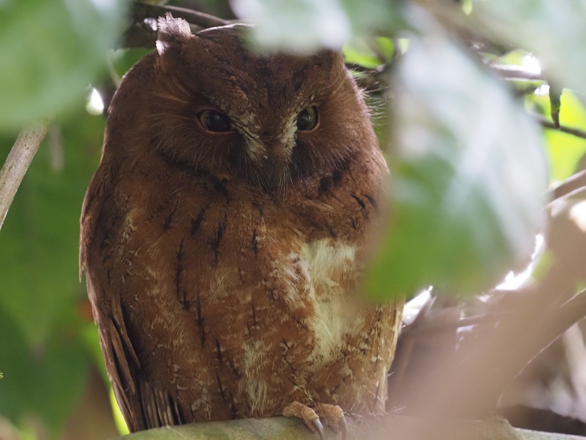 Madagascar Scops-Owl (Rainforest) - ML495988821