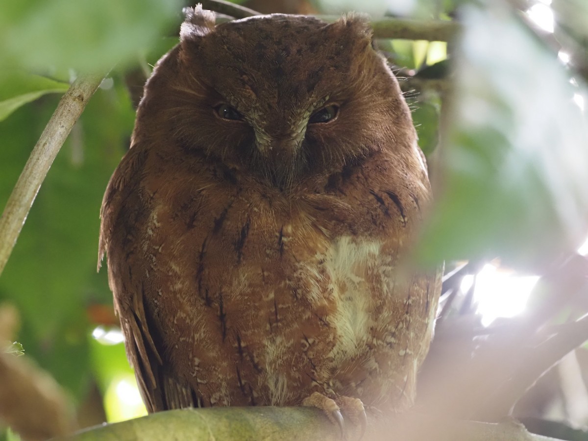 Madagascar Scops-Owl (Rainforest) - ML495989551