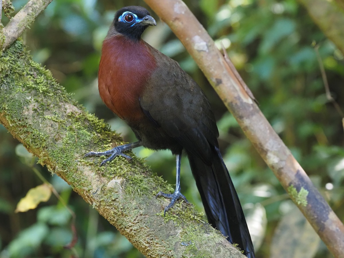Red-breasted Coua - ML495990861