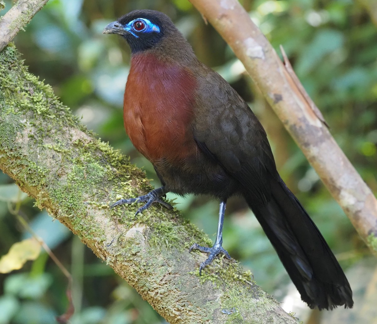 Red-breasted Coua - ML495991261