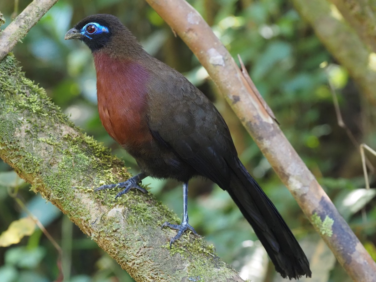 Red-breasted Coua - ML495991411