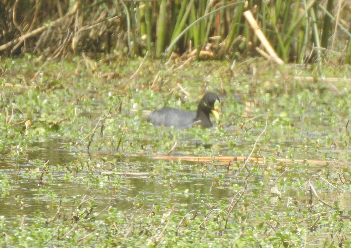 Red-gartered Coot - ML495992451