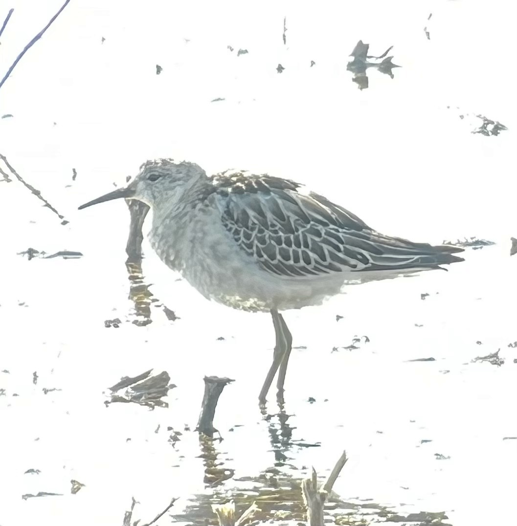 New York Breeding Bird Atlas Checklist - 21 Oct 2022 - Armitage Rd