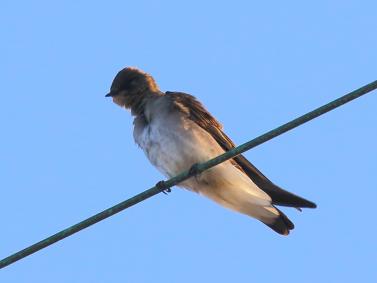 Northern Rough-winged Swallow - ML495998061