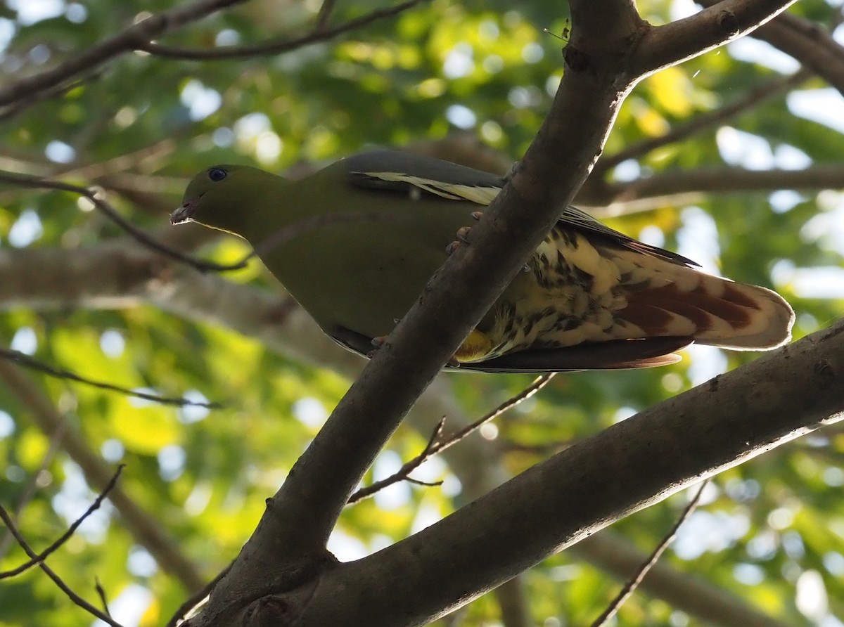 Madagascar Green-Pigeon - ML495998841