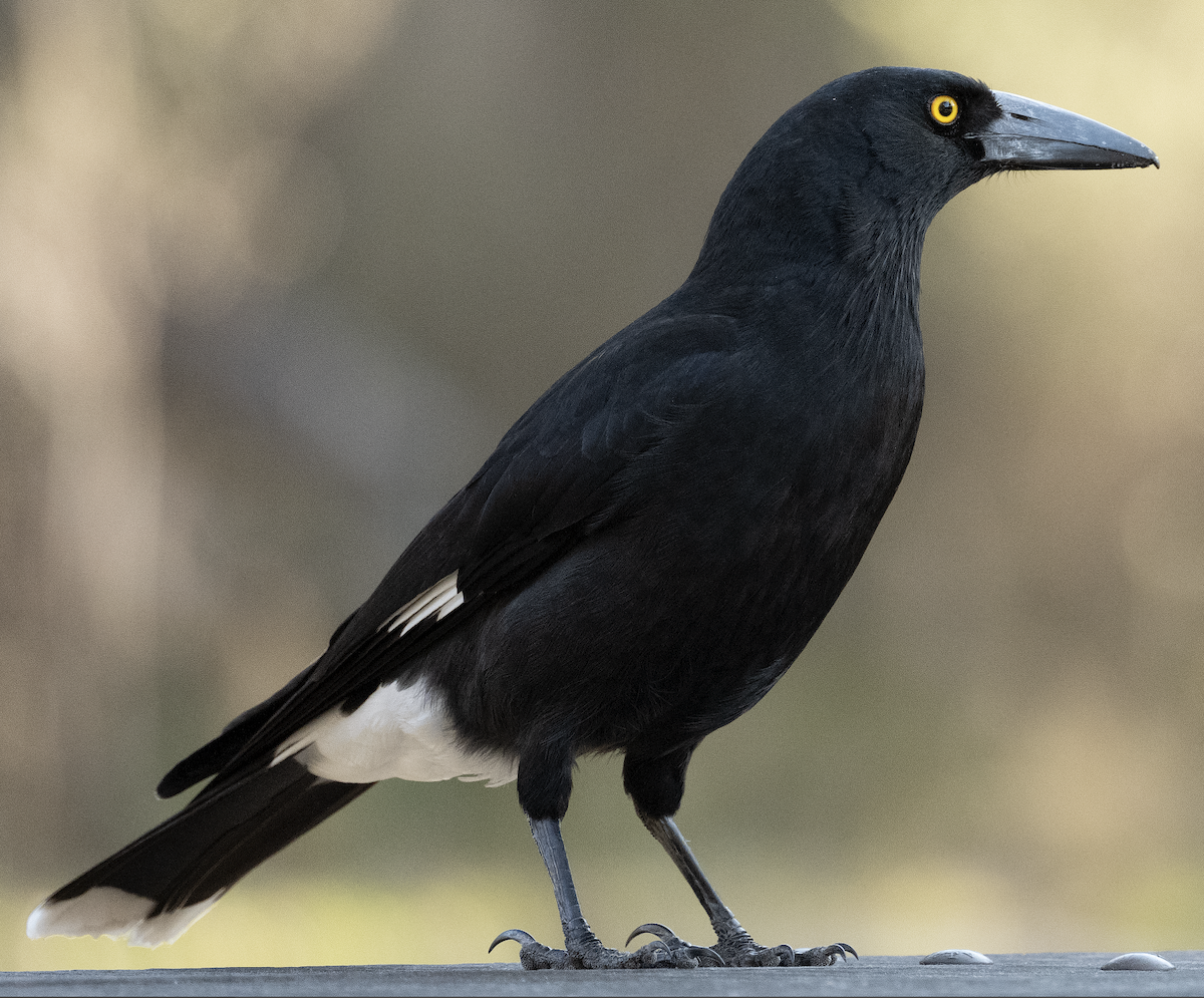 Pied Currawong - ML495998931