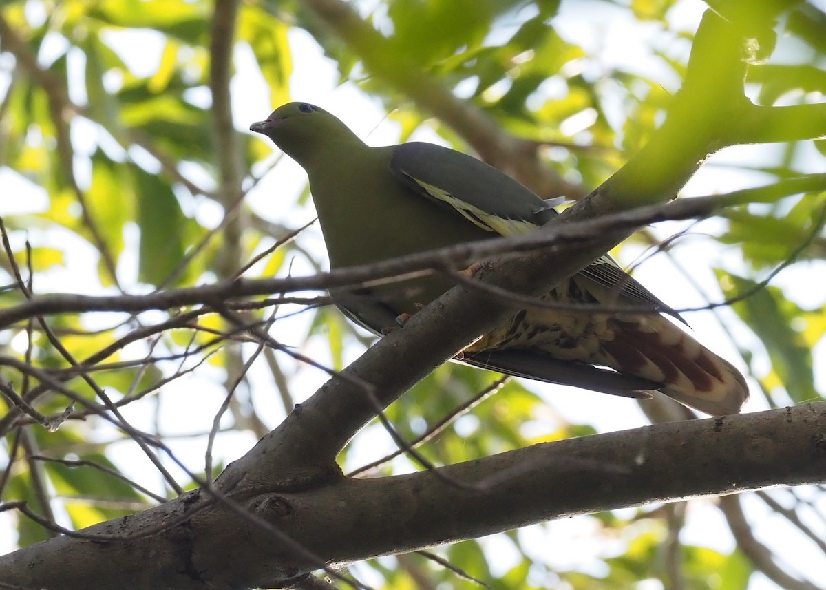 Madagascar Green-Pigeon - ML495999561