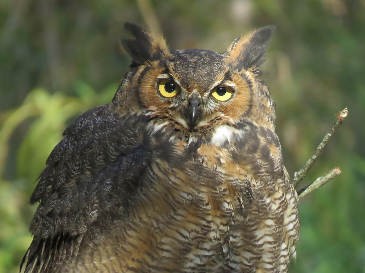 Great Horned Owl - ML496007611
