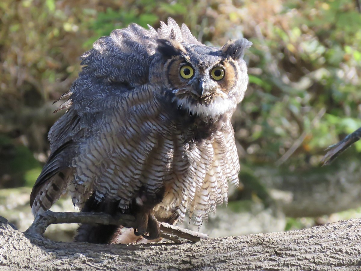 Great Horned Owl - ML496007621
