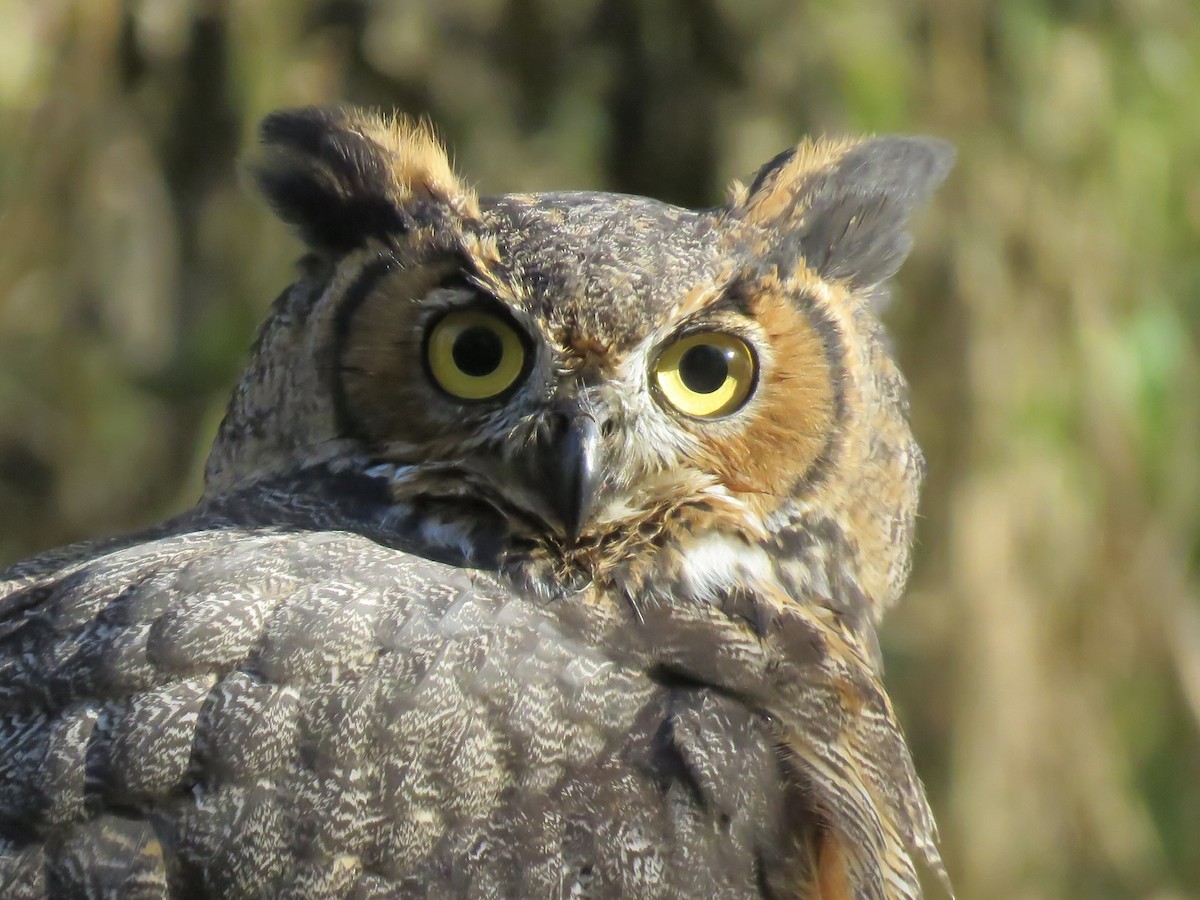 Great Horned Owl - ML496007631