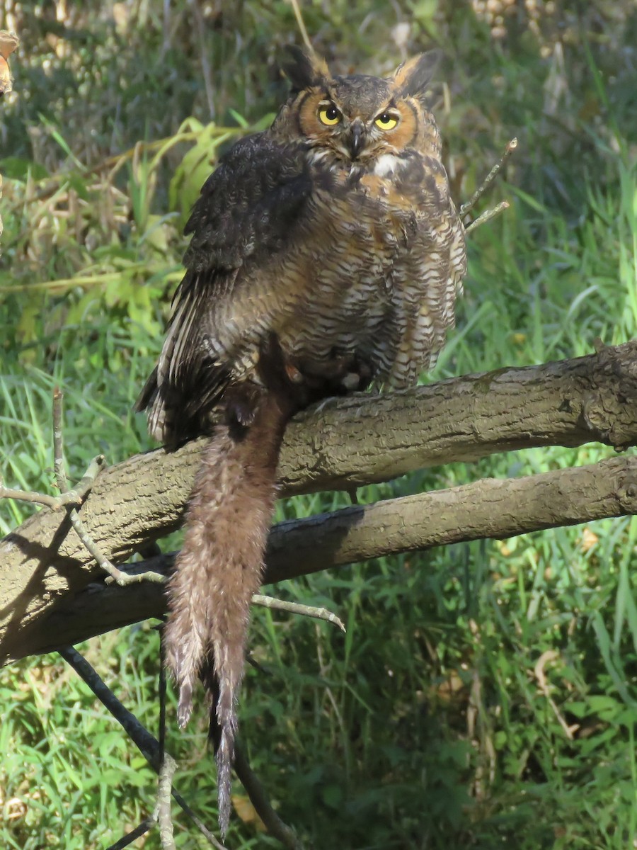 Great Horned Owl - ML496007641