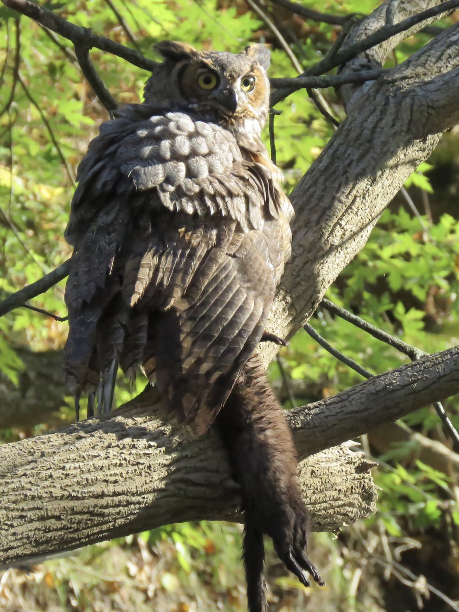 Great Horned Owl - ML496007651