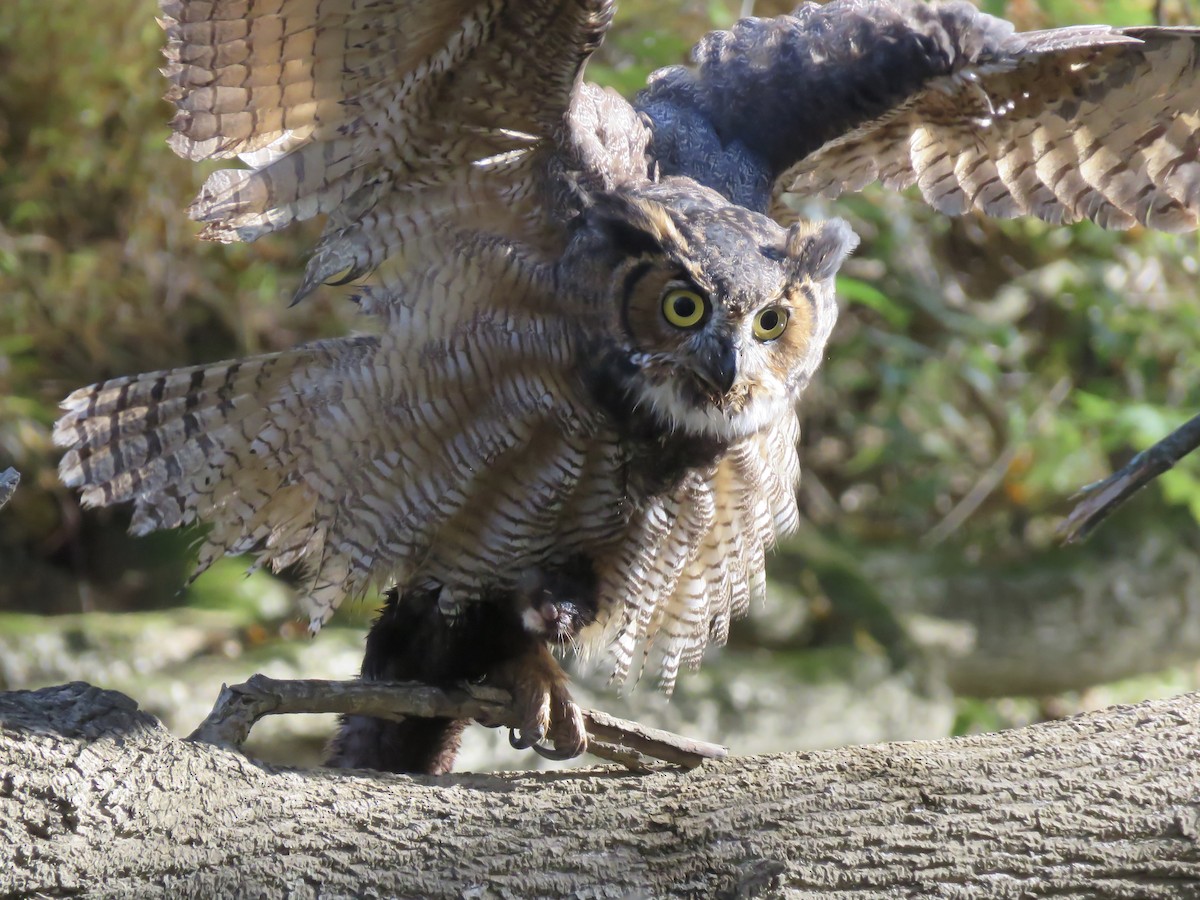 Great Horned Owl - ML496007661