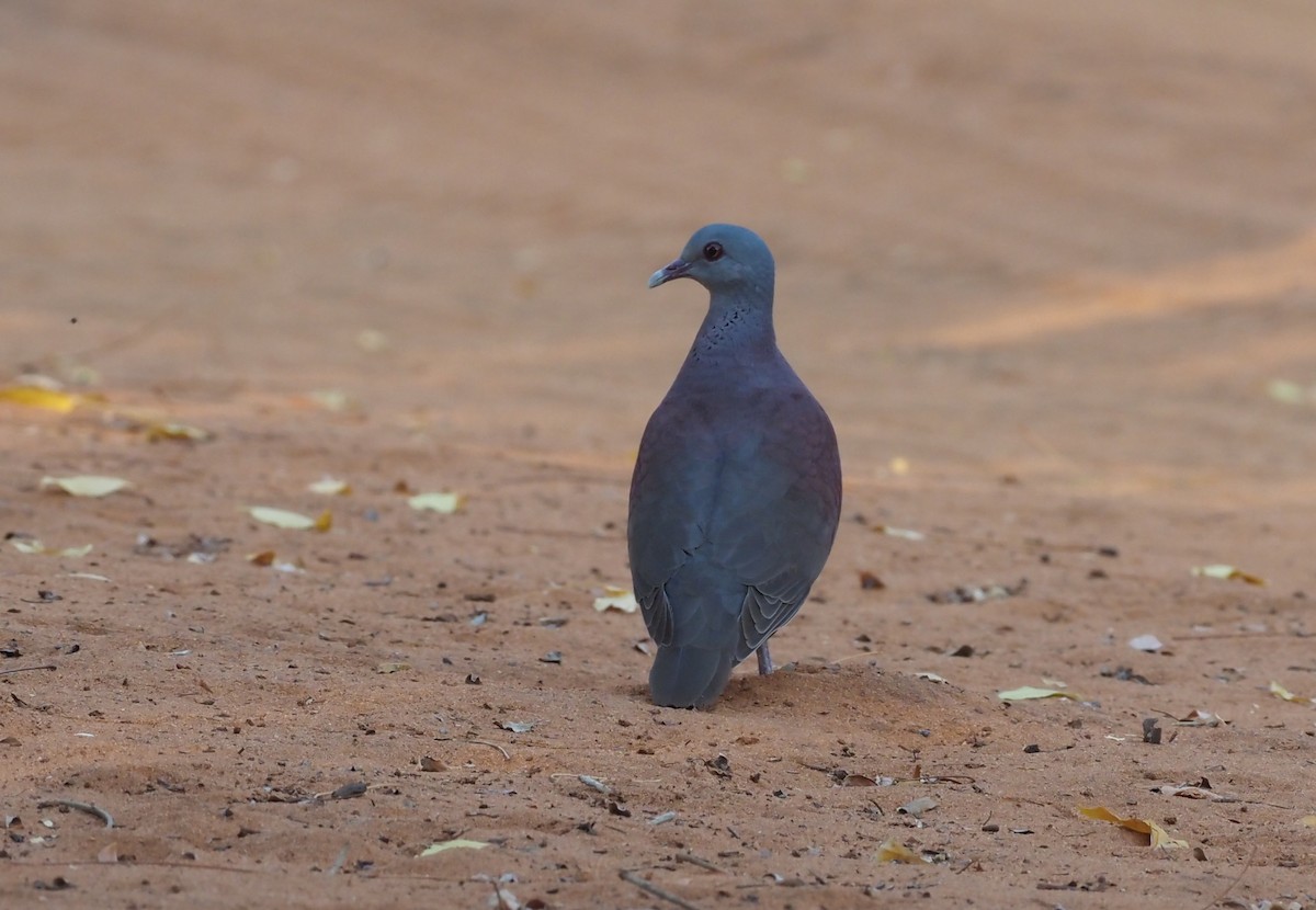 Malagasy Turtle-Dove - ML496009141