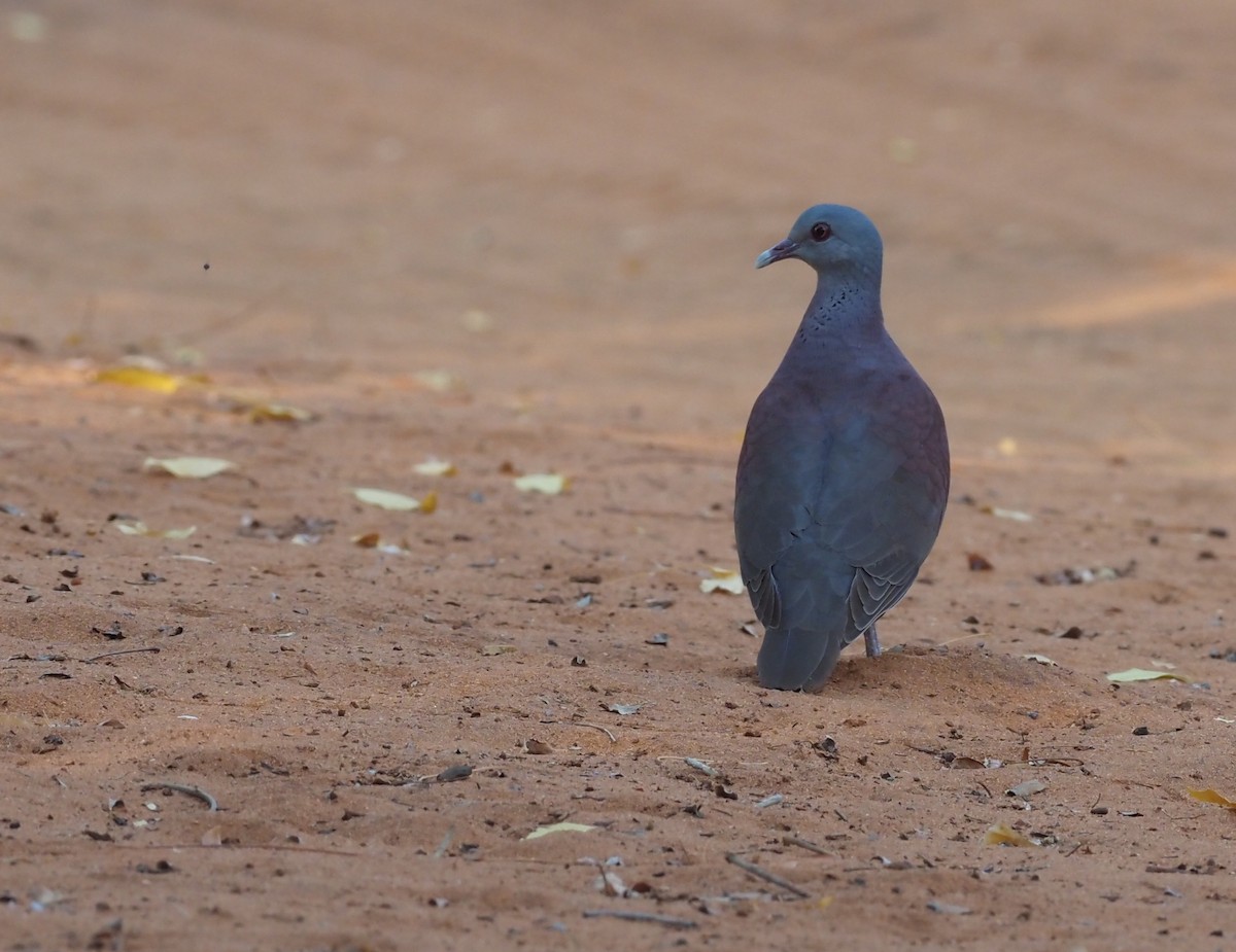 Malagasy Turtle-Dove - ML496009161