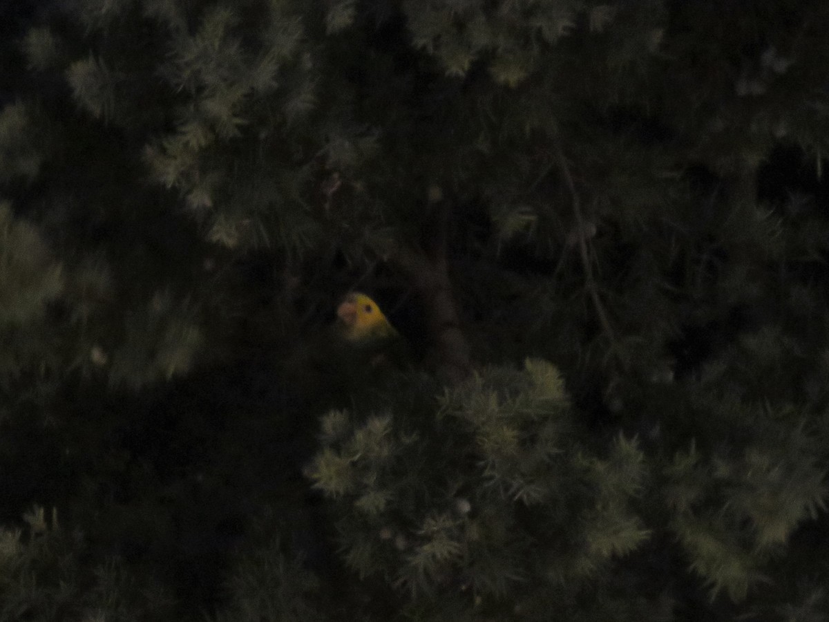 Yellow-headed Parrot - ML496013501