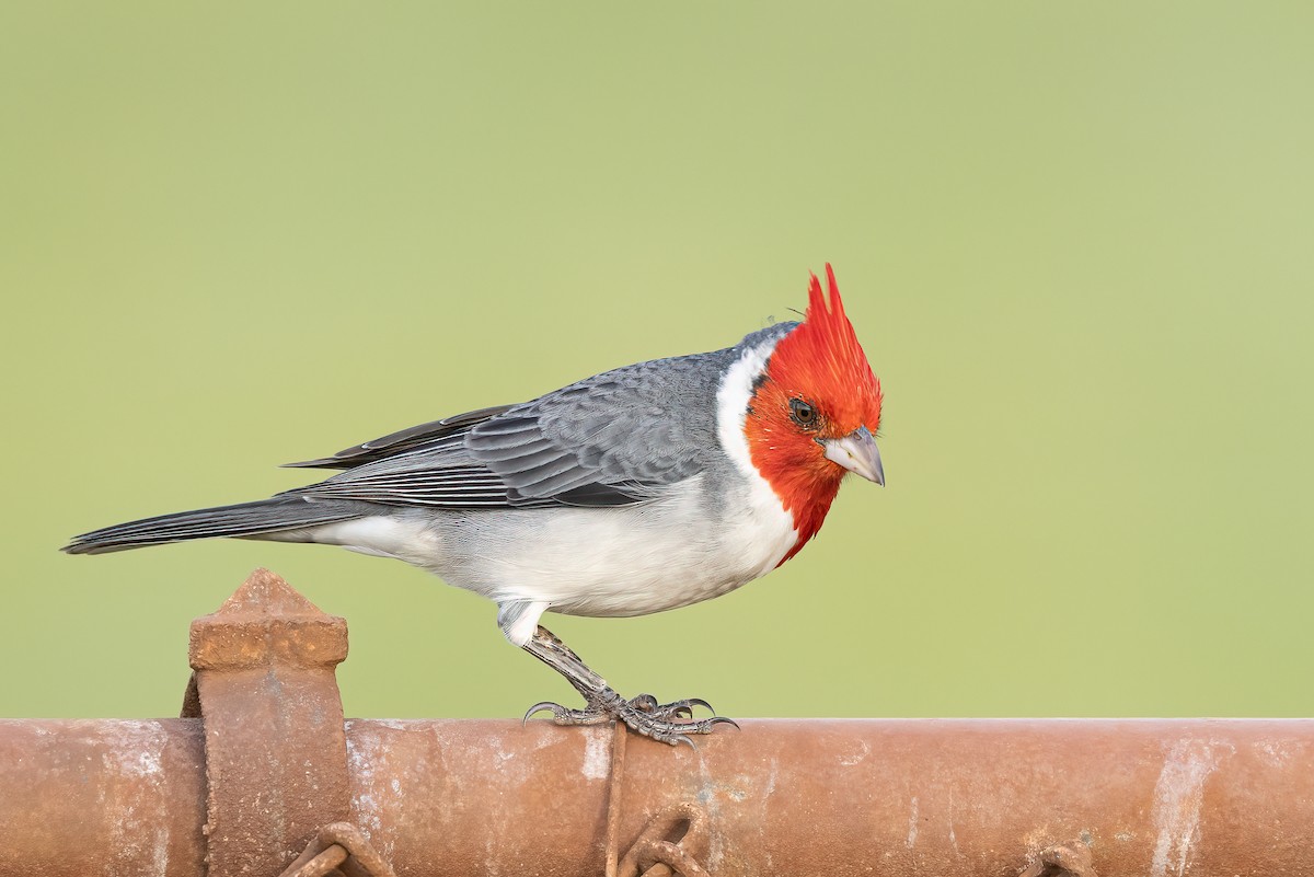 Red-crested Cardinal - Michael Henry