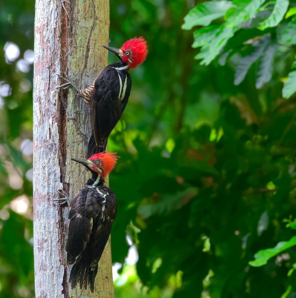 Crimson-crested Woodpecker - Pedro Bernal