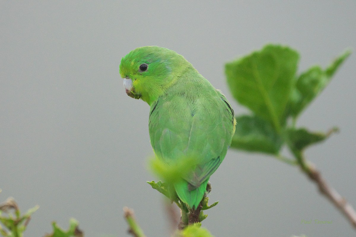 papoušíček modrokřídlý - ML496018901