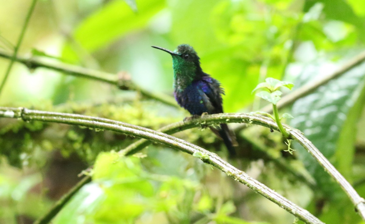 Crowned Woodnymph (Green-crowned/Emerald-bellied) - ML496020971