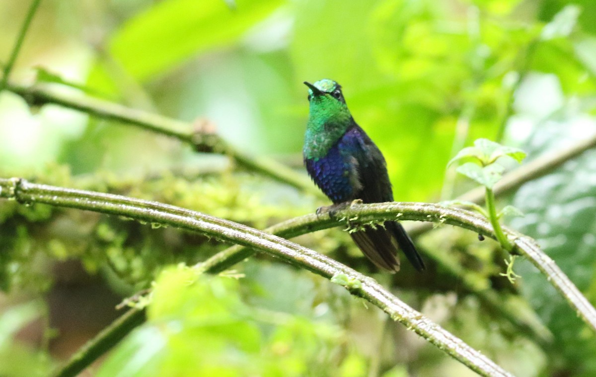 Crowned Woodnymph (Green-crowned/Emerald-bellied) - ML496020981
