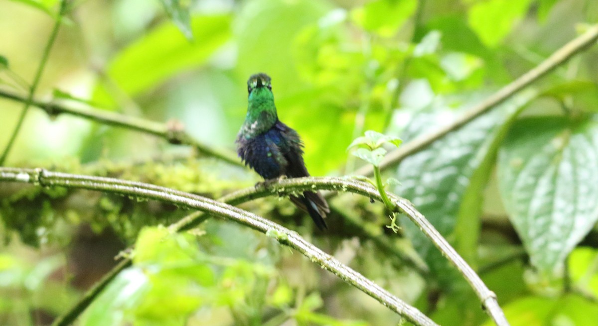 Crowned Woodnymph (Green-crowned/Emerald-bellied) - ML496020991