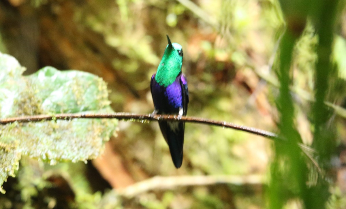 Crowned Woodnymph (Green-crowned/Emerald-bellied) - ML496021001