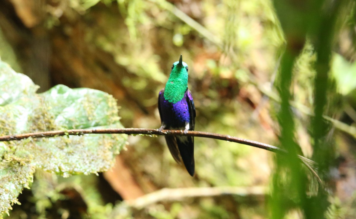 Crowned Woodnymph (Green-crowned/Emerald-bellied) - ML496021021