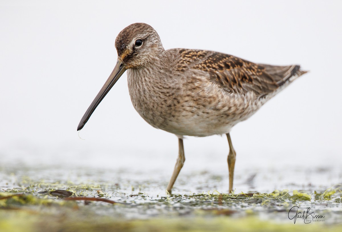 Long-billed Dowitcher - ML496021481