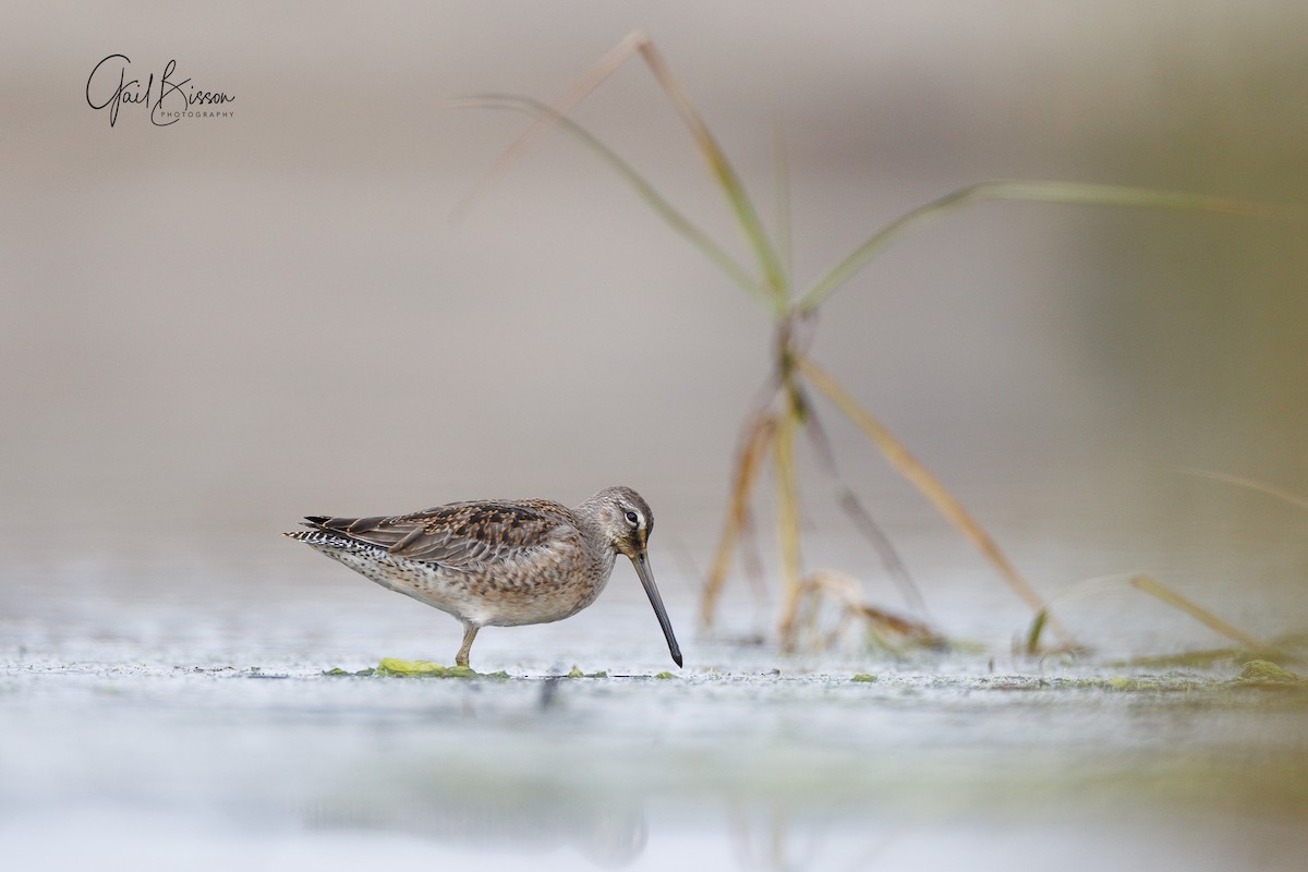 Long-billed Dowitcher - ML496021491